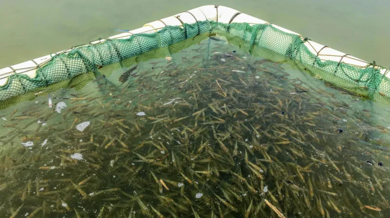 DNR to track fish stocking using 23andMe-style gene testing